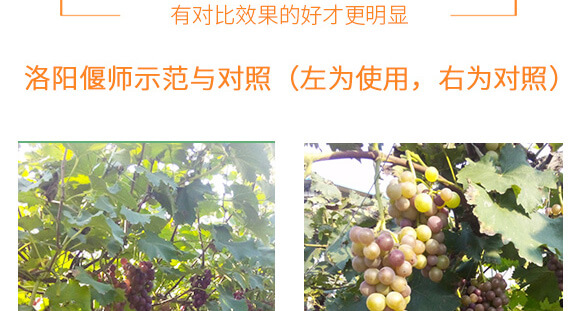 河南騰豐農業(yè)科技有限公司_09