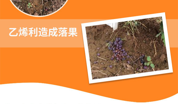 河南騰豐農業(yè)科技有限公司_04