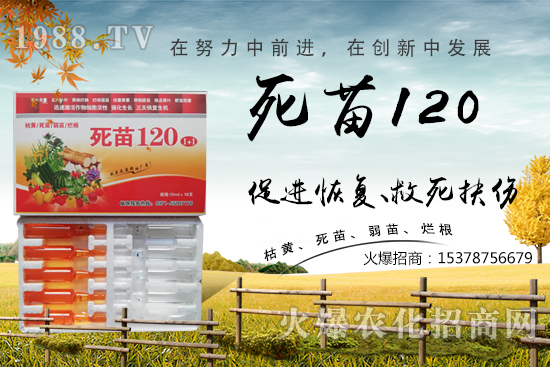  �߲˷Nֲ���L(zh��ng)���������������砀�����W(xu��)��(hu��)�@Щ�������߲����砀����������