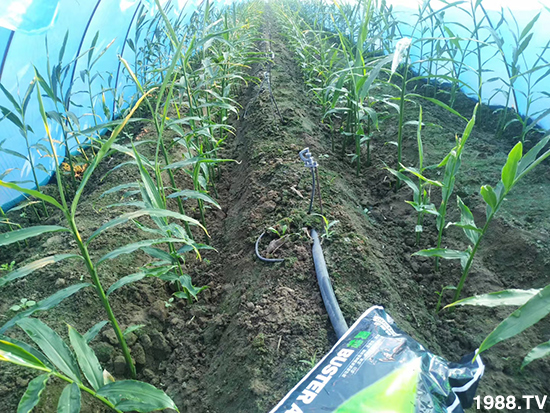     ���׌�Nֲ׃�ø��p����һ��(g��)�ײ���ȫ���䷽����˹�ش󽪠I(y��ng)�B(y��ng)�ײͷ�����