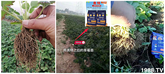     ���׌�Nֲ׃�ø��p����һ��(g��)�ײ���ȫ���䷽����˹�ش󽪠I(y��ng)�B(y��ng)�ײͷ�����