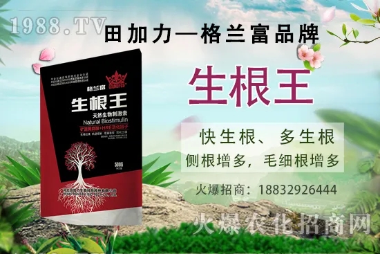 名貴中藥天麻的生長(zhǎng)環(huán)境，天麻的品種及種植前景如何？