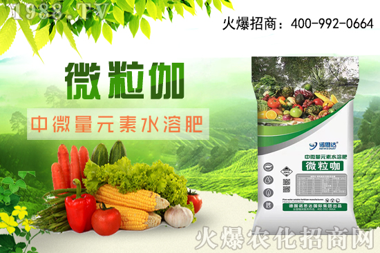 辣椒該怎么育苗，辣椒育苗時間及育苗注意要點！