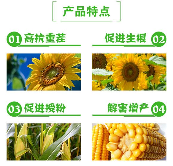 葵花玉米需配沖施滴灌肥120-60-200-艾米洛_03