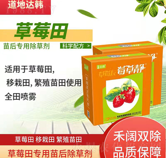草莓育苗期間使用哪種除草劑？草莓除草劑使用方法！