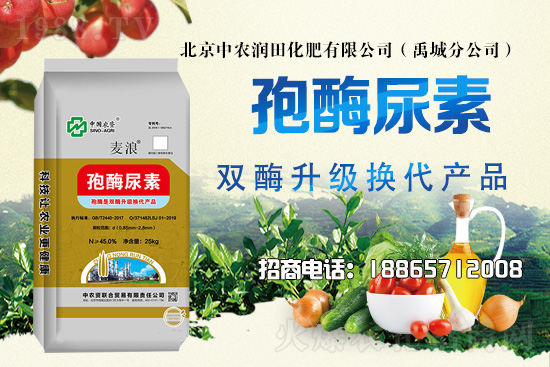 災(zāi)后花生田及時排水散墑，科學(xué)管理做好病蟲害防治