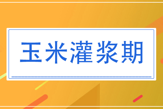 8月玉米灌漿期將怎么管理？