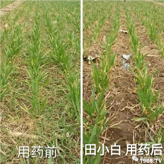 ��(ji��)��(ji��)��Σ��������ô������ʲôˎ��Ч���ã�