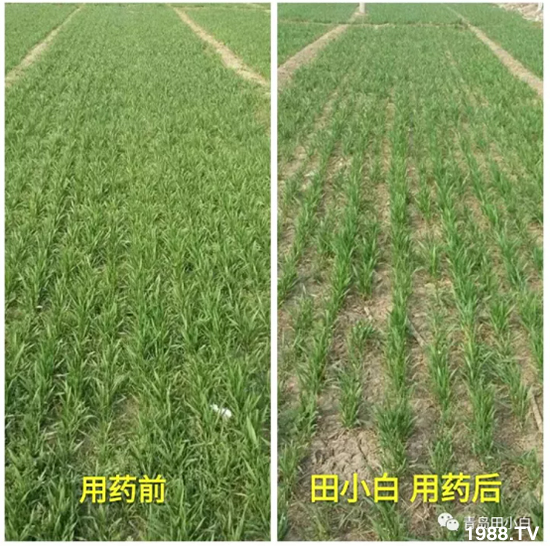 ��(ji��)��(ji��)��Σ��������ô������ʲôˎ��Ч������