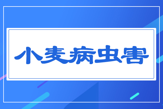 小麥病蟲(chóng)害