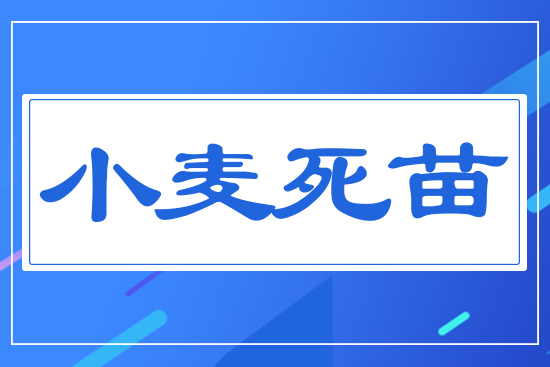 小麥死苗
