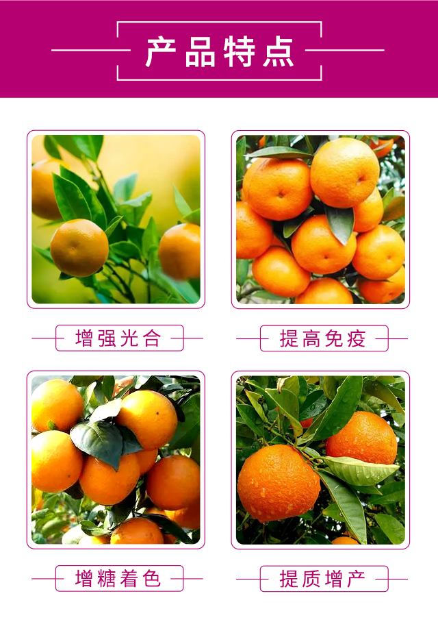 橘子紅了-科利農(nóng)_04