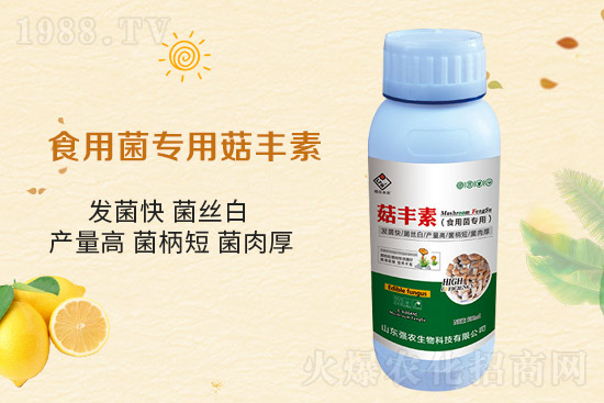 平菇栽培要點(diǎn)，需要注意哪些事項(xiàng)？