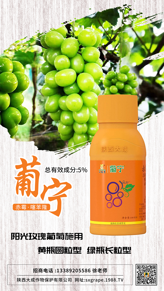 葡萄如何保果座果，減少大小粒？這些管理相當(dāng)重要！