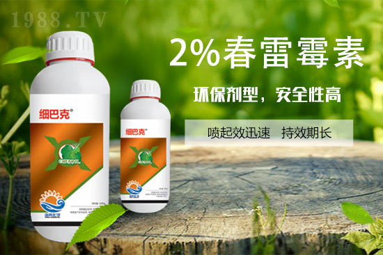 番茄潰瘍病怎么辦？聽聽專家怎么說！