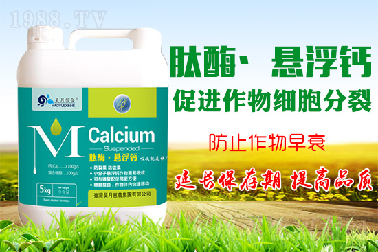 蘋果樹花后補(bǔ)鈣很關(guān)鍵！蘋果補(bǔ)鈣的四個(gè)誤區(qū)你知道嗎？