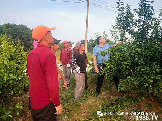 走進(jìn)田間地頭，助力柑橘產(chǎn)業(yè)