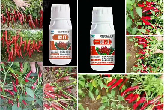 增紅率提高95%！催紅不落葉！收入翻幾番！就用辣椒一噴紅！