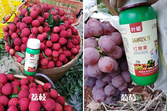 �t���ء�ֻ���D(zhu��n)ɫ�������D(zhu��n)ɫ�����ߣ��߼t���ó���