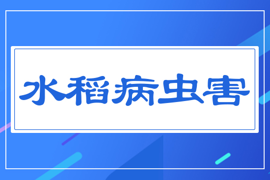 水稻重大病蟲害