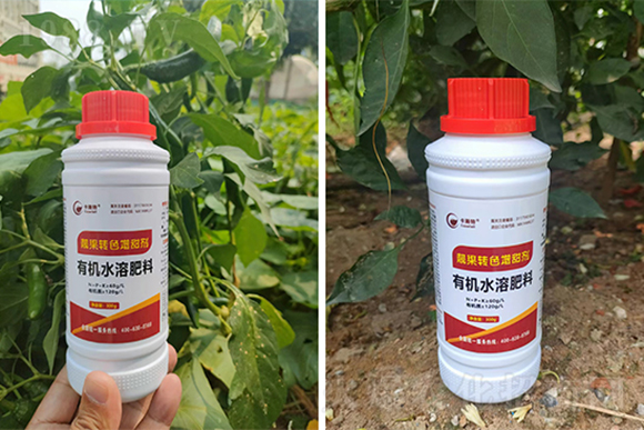 靚果轉色增甜劑-卡施特3