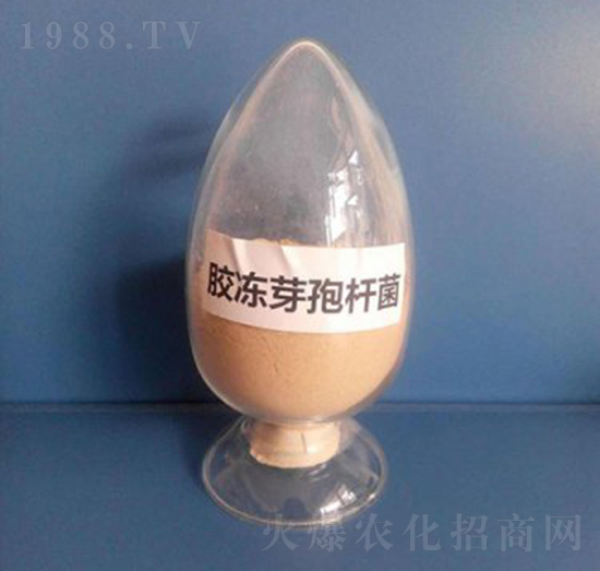 膠凍芽孢桿菌（液體）-亮澤生物