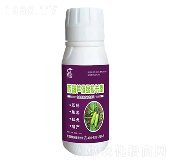 西葫蘆催綠拉長素-初唐-睿之澤