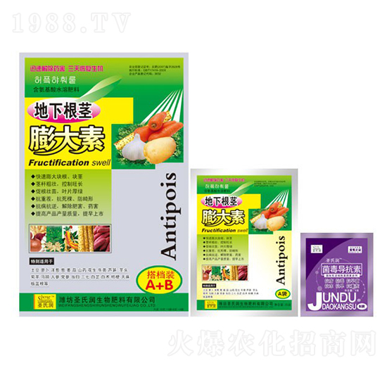 地下根莖膨大素-圣氏潤