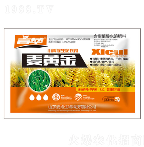 ���S��С���������L(zh��ng)��-��������