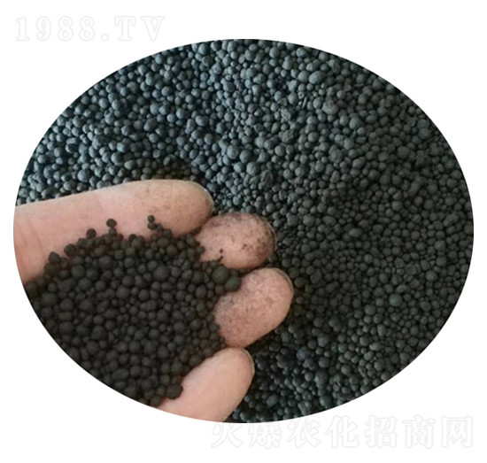 �����w����-ʥ������