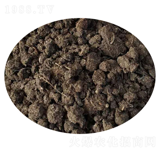 �w��ţ�S-ʥ������