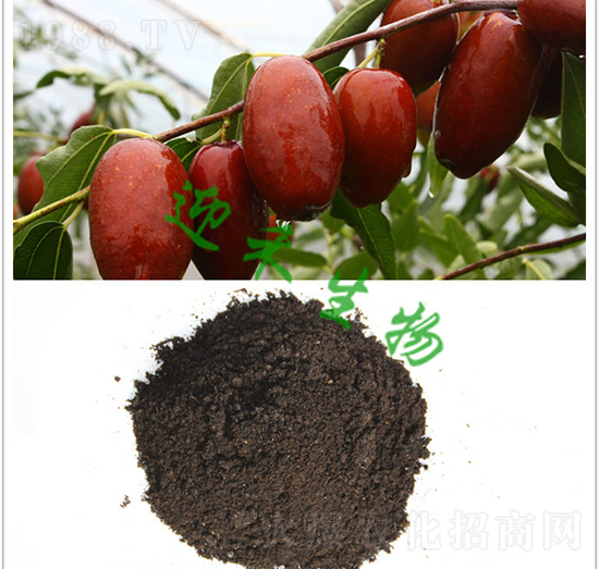 大棗有機肥-迎禾生物