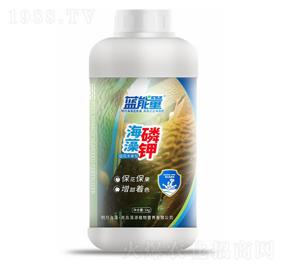 促花豐果型海藻磷鉀-藍能量-藻源植物