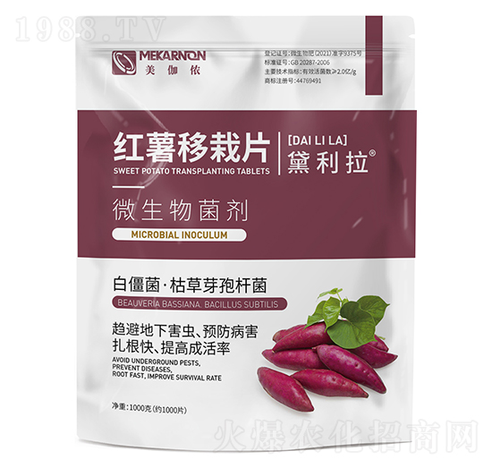 �t������Ƭ-������-��٤�z