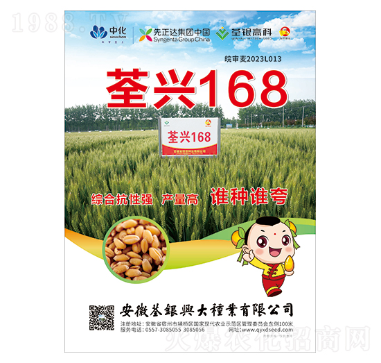 小麥種子-荃興168-荃銀興大