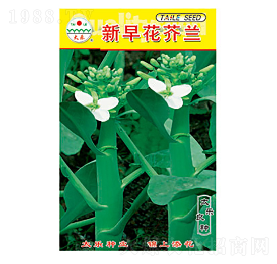 芥蘭種子-新早花芥蘭-太樂(lè)種業(yè)