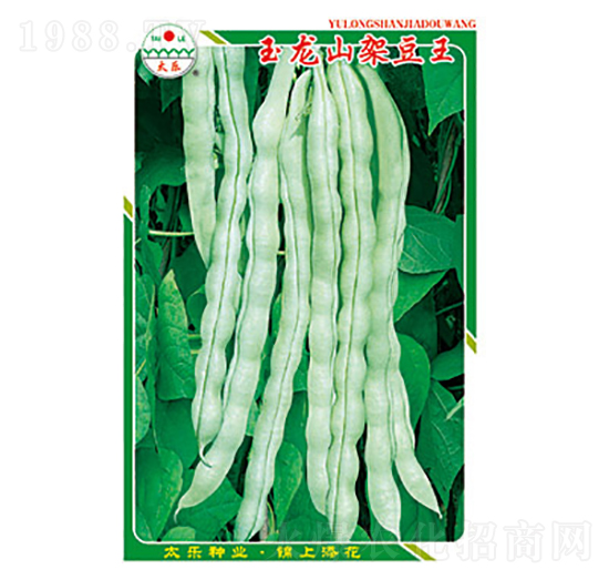 豇豆種子-玉龍山架豆王-太樂(lè)種業(yè)