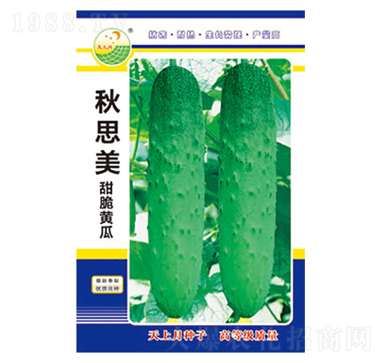 黃瓜種子-秋思美-太樂種業(yè)