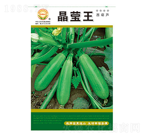西葫蘆種子-晶瑩王-太樂種業(yè)