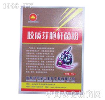 金山生物-膠質(zhì)芽胞桿菌粉