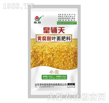 皇輔天黃腐酸葉面肥料（小麥）-嘉有肥料