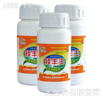 矮豐王-綠洲之星