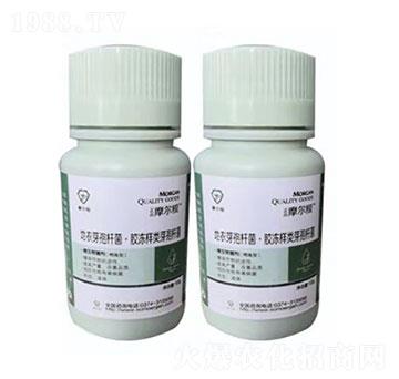 ΢�������������-Ħ����