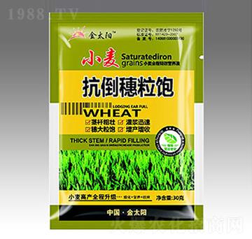 小麥抗倒穗粒飽-金禾生物