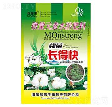 棉苗長得快-瑞普生物