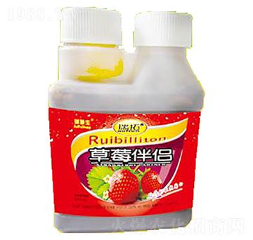 草莓伴侶-瑞普生物