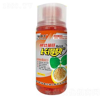 根壯苗旺長得快-瑞普生物