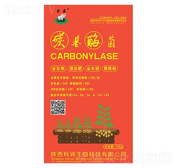 ̼��ù��-�Ɲ�����