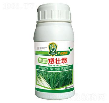 蔥非蒜矮壯墩-嘉華生物