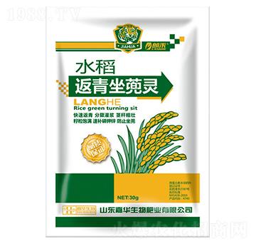 水稻返青坐蔸靈-嘉華生物